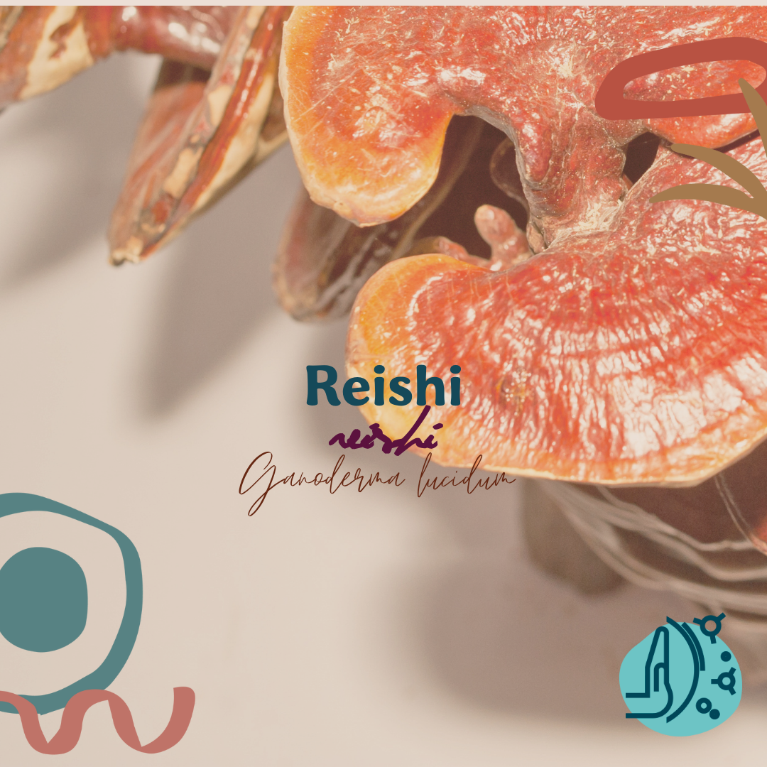 Reishi, el "Hongo de la Inmortalidad"