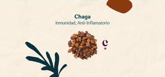 Los Poderosos Beneficios del Hongo Chaga
