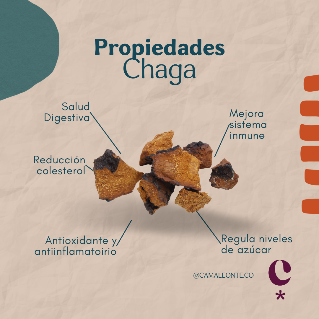 Chaga