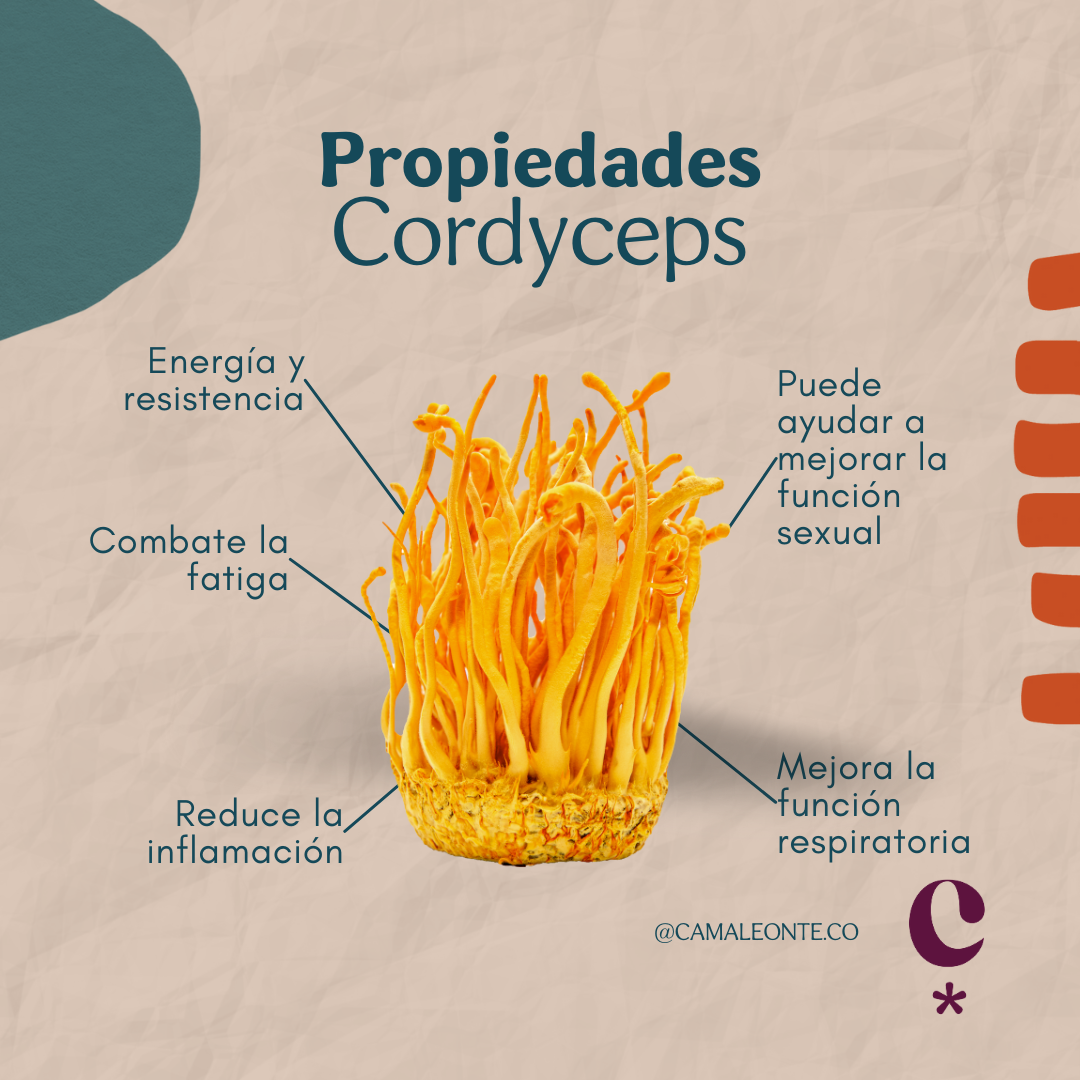 Cordyceps