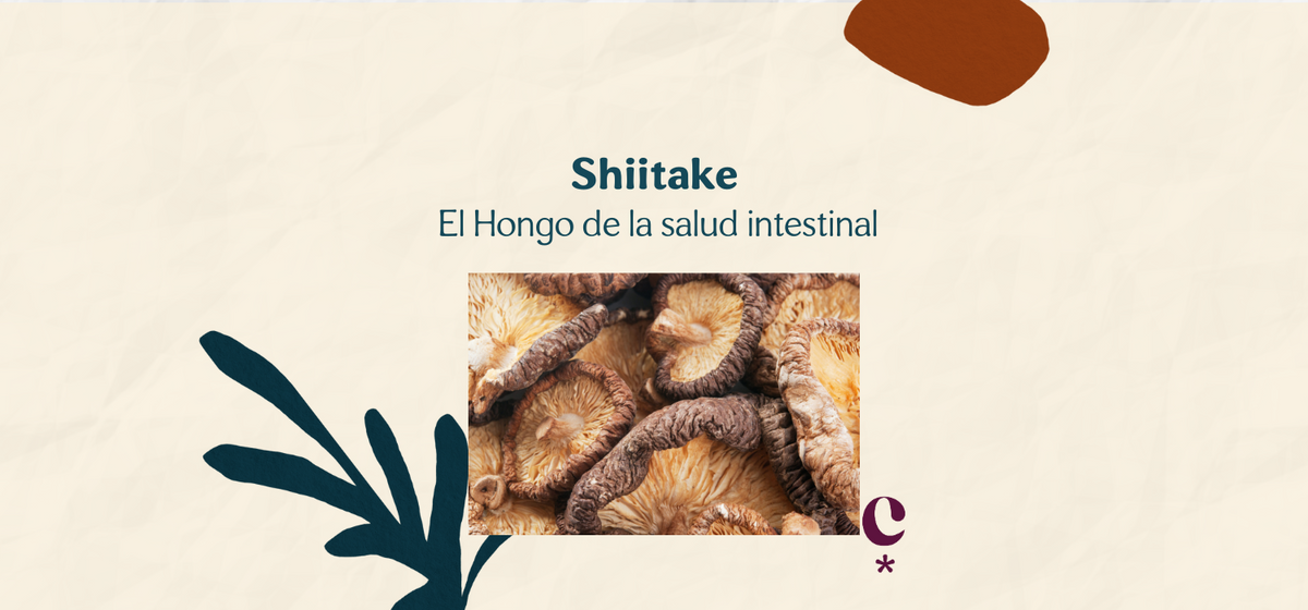 Los Beneficios del Adaptógeno y Hongo Medicinal Shiitake